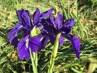 Le val de iris