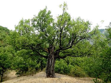 Le vieux chÃªne Ã  cÃ´tÃ© de la chapelle St Vincent