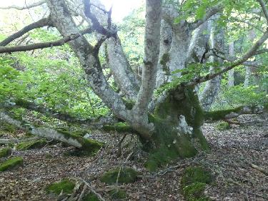 Le vieux hÃªtre et son gros tronc trapu