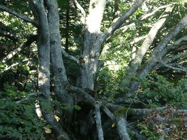 le vieux hÃªtre vu du dessus