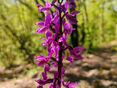 Le sentier des orchidées 