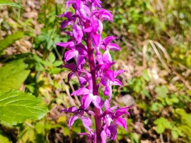 Le sentier des orchidées 