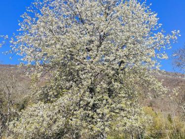 Le sentier des orchidées 