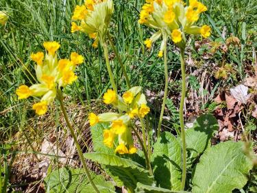 Le sentier des orchidées 