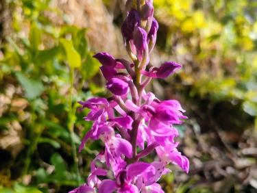 Le sentier des orchidées 