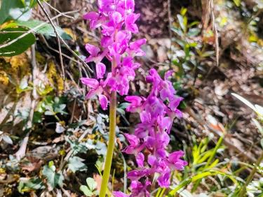 Le sentier des orchidées 