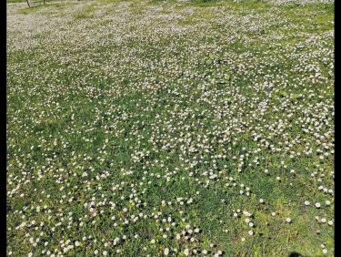 Le sentier des orchidées 