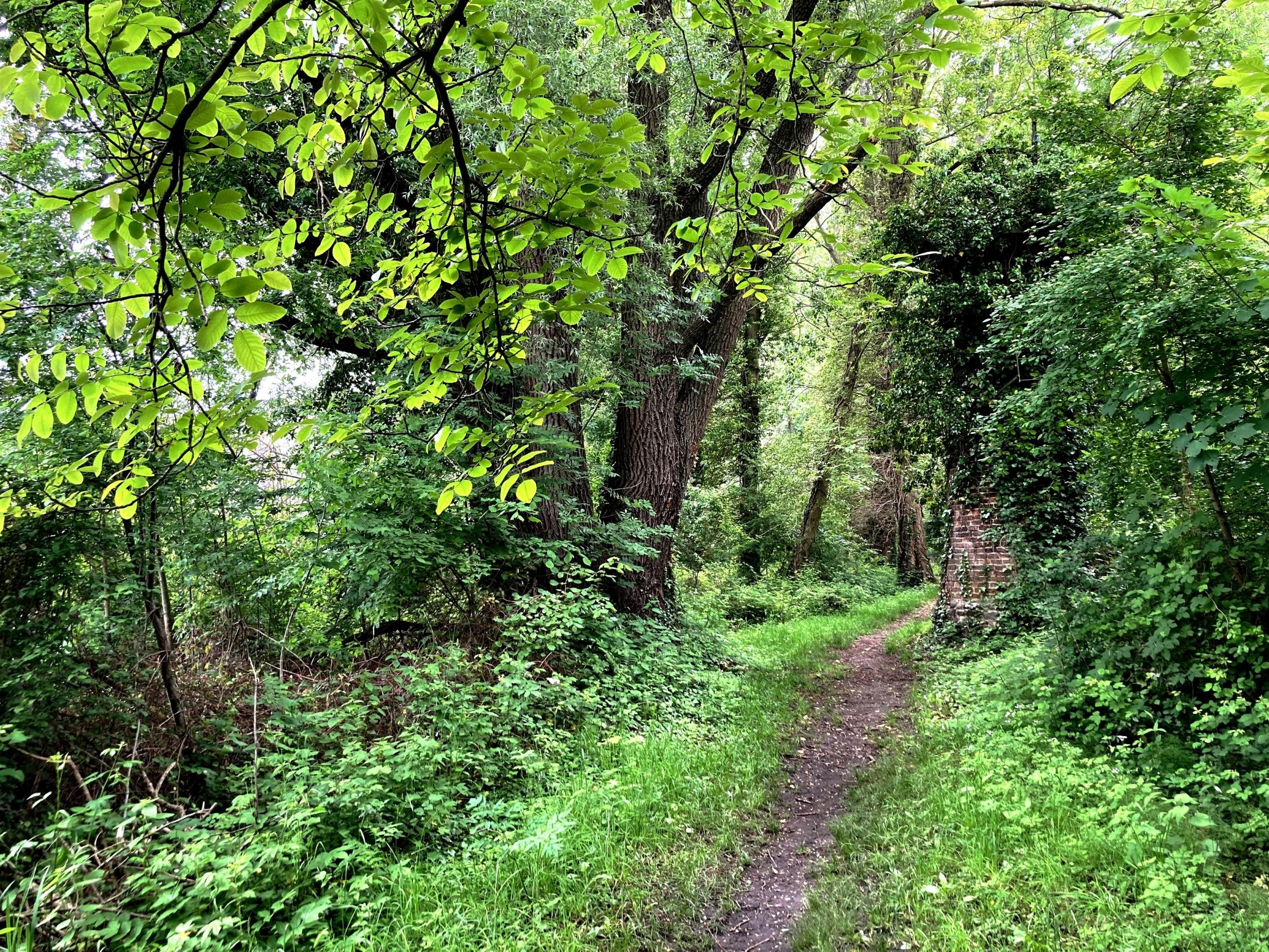 Le superbe chemin du bord de Loire