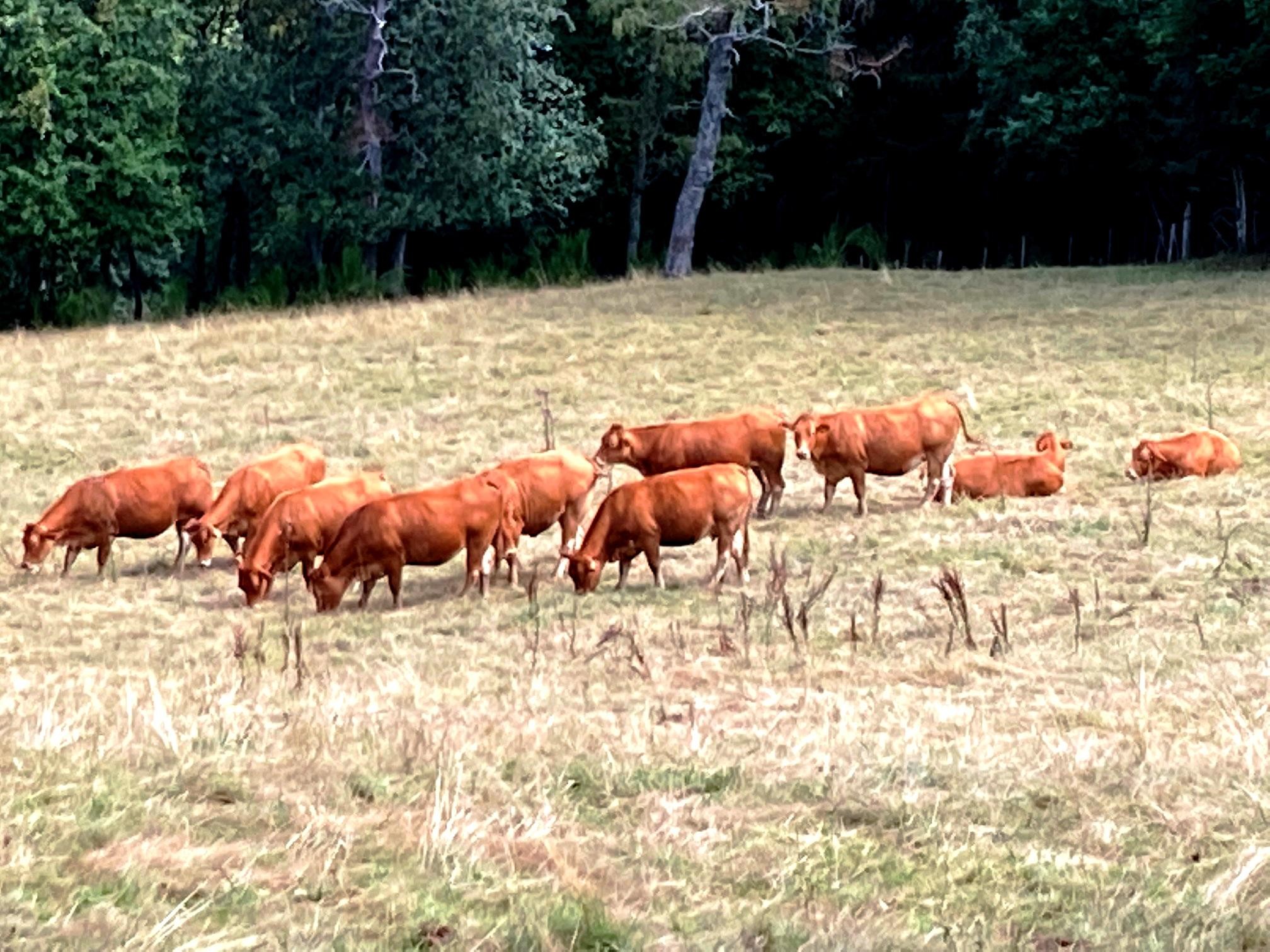 Le troupeau de plus près
