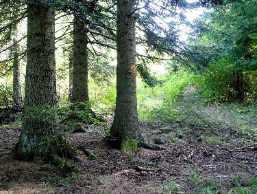 Aux 3 sapins, virage  vers la Roche du Loup