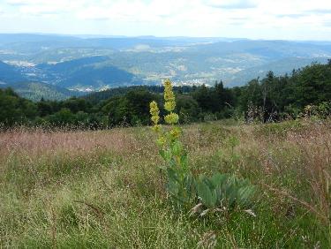 Les anciennes pistes de ski du Ballon d Alsace