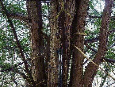 Les bÃ¢tons (1.30 m de haut) donnent l&apos;Ã©chelle des troncs