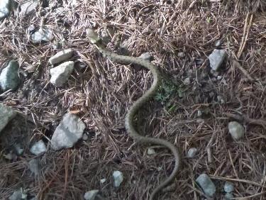 Petite vipÃ¨re peut-Ãªtre pas si inoffensive 