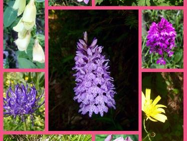 Les fleurs du jardin de Klingsor