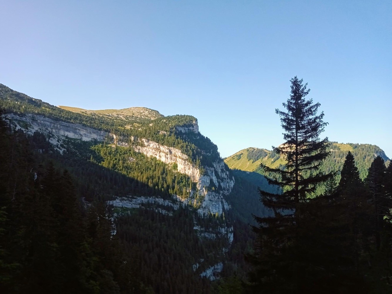 Les molosses de Bellefont