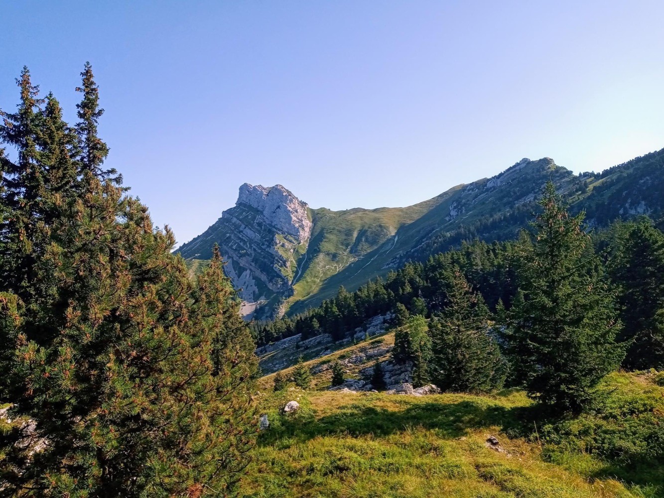 Les molosses de Bellefont