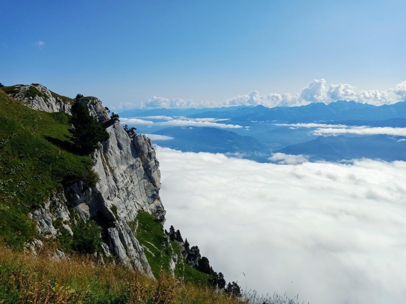 Les molosses de Bellefont