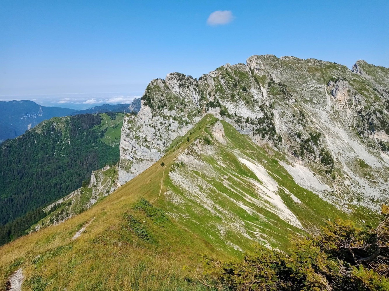 Les molosses de Bellefont