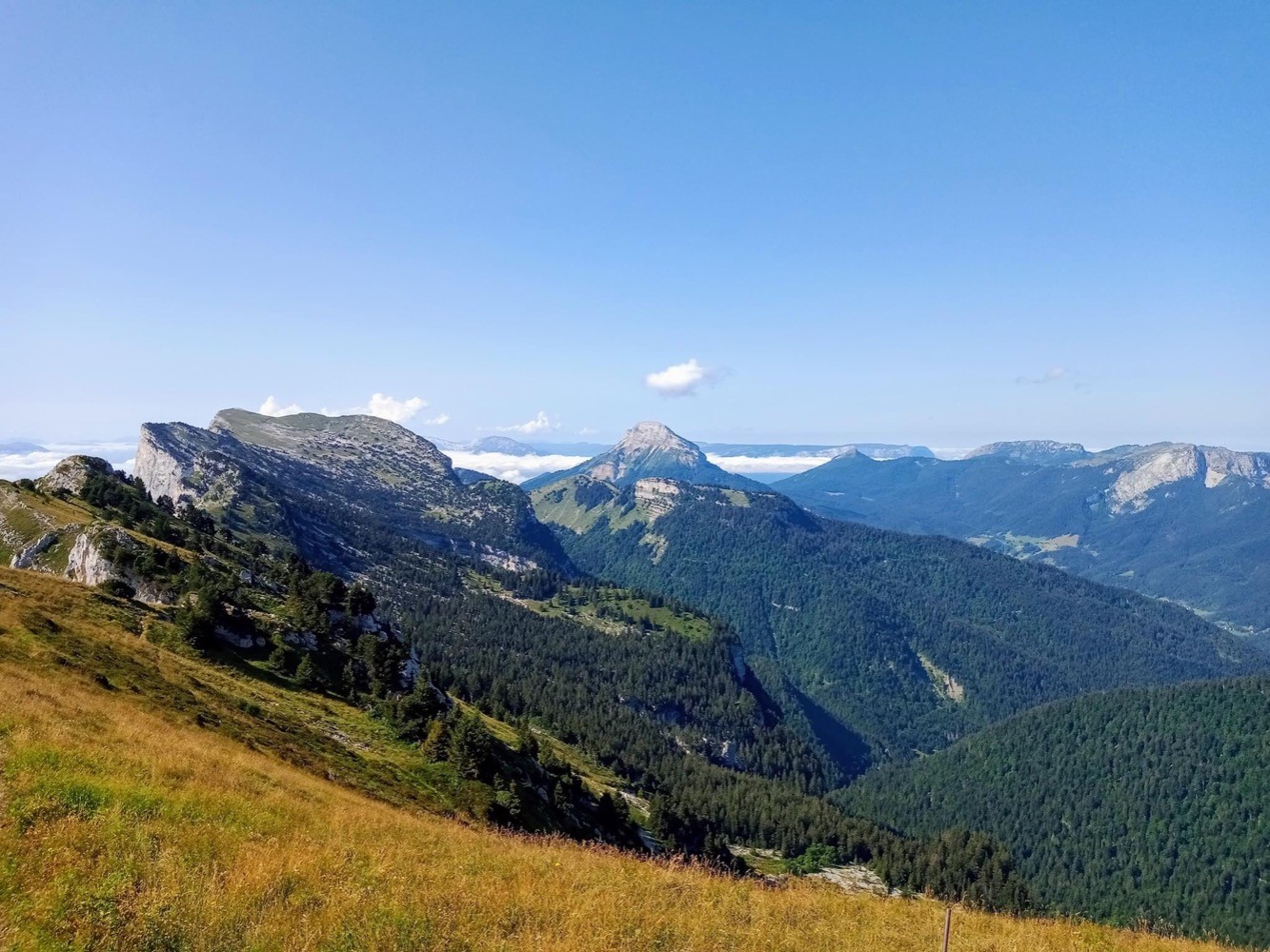 Les molosses de Bellefont