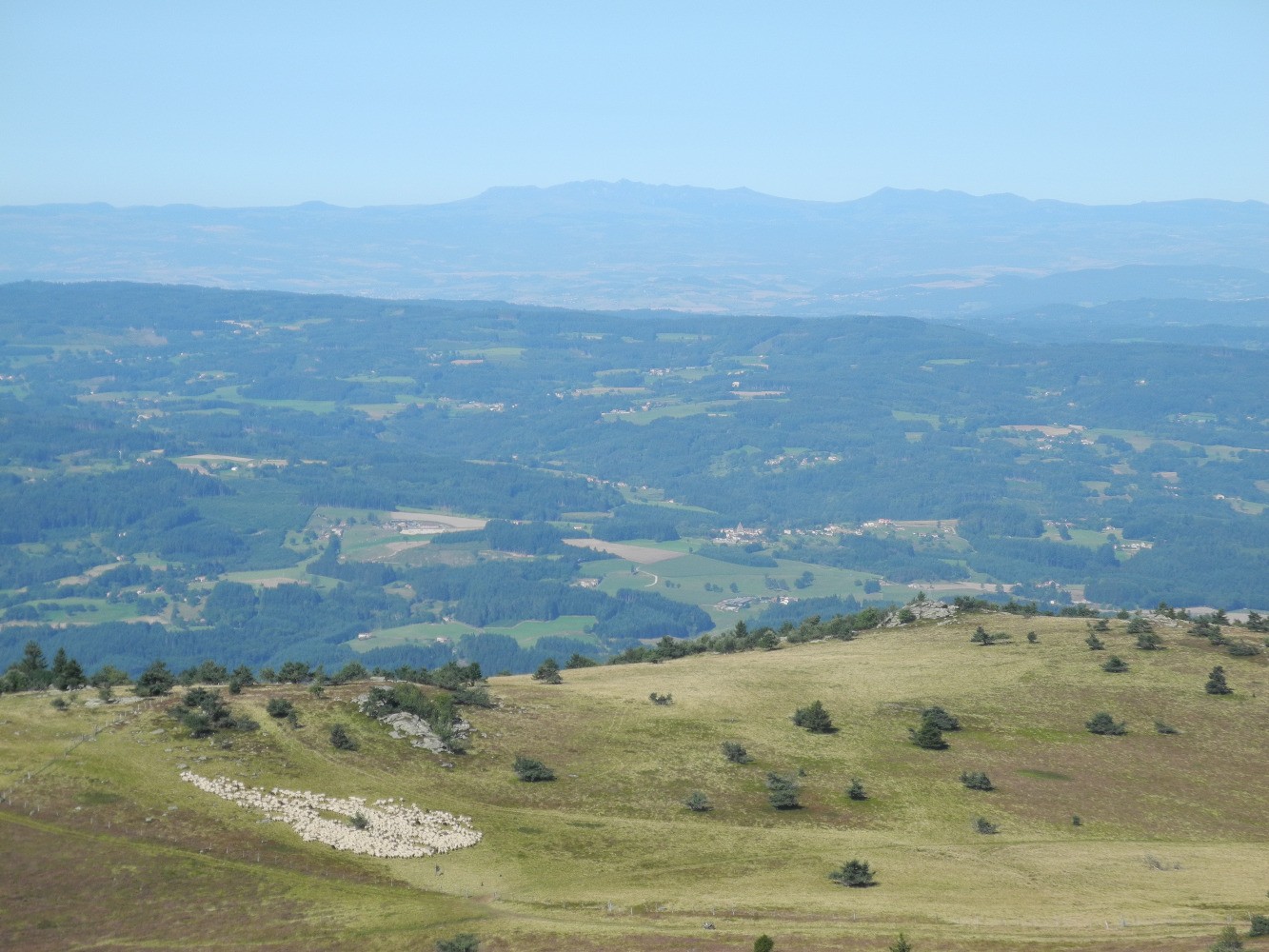Les moutons et le Sancy