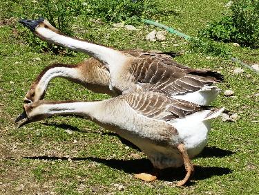 Les oies du Capitole