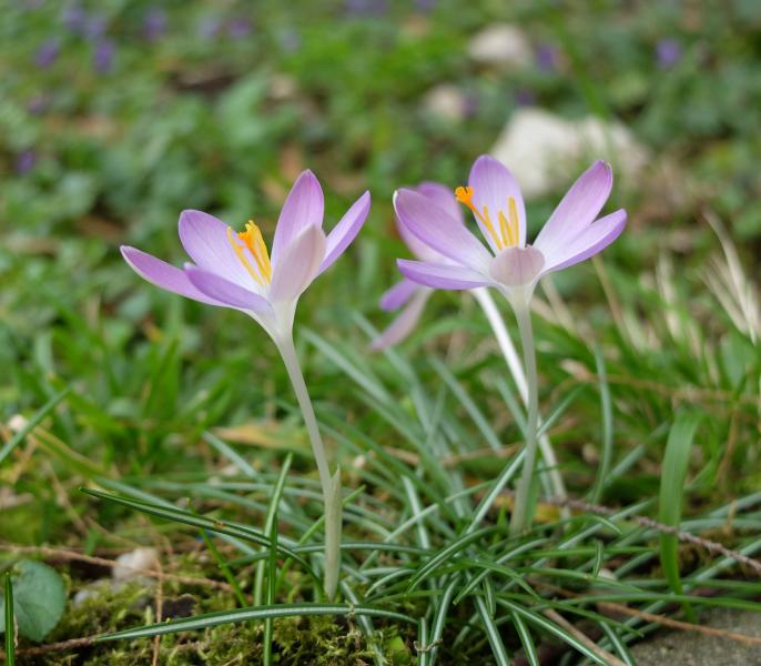 les Perce-neiges annoncent l'arrivée du printemps