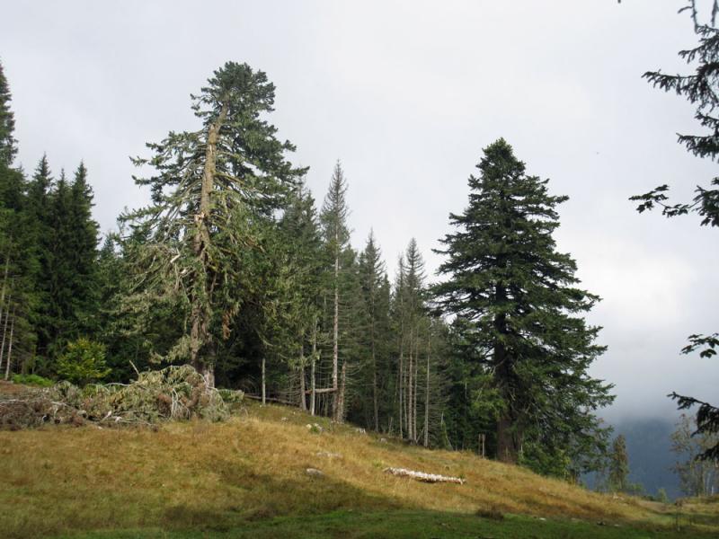 les deux sapins Henri IV