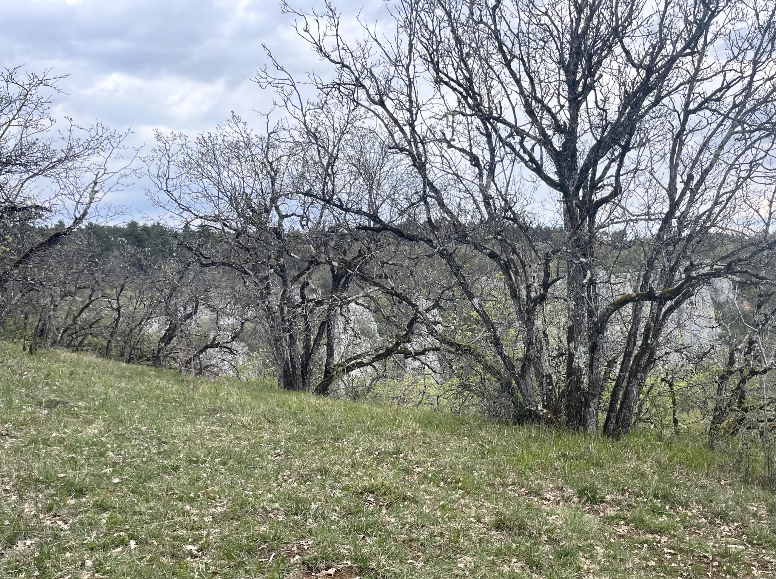 Les falaises de Fixin