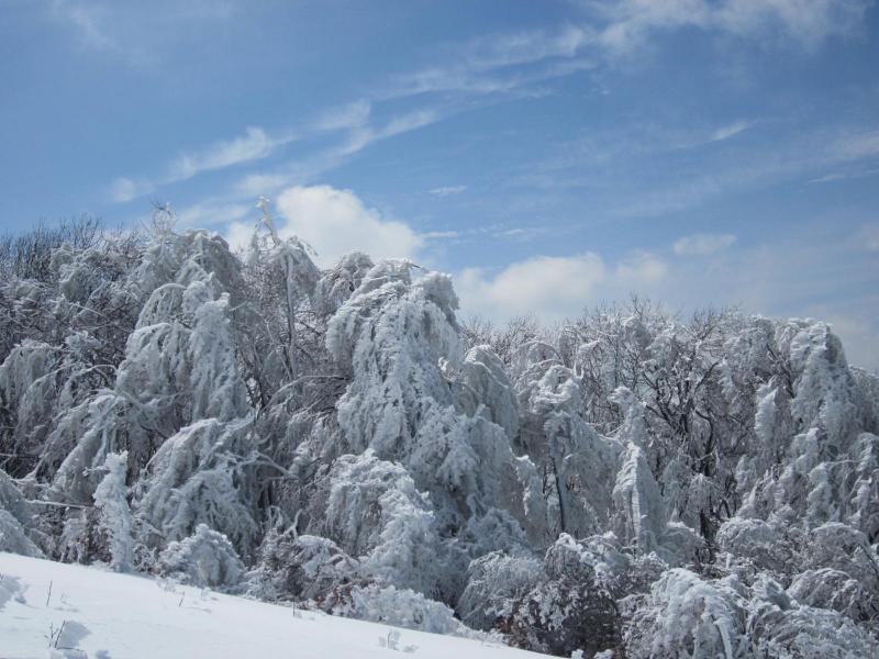 les arbres croulent sous la neige!