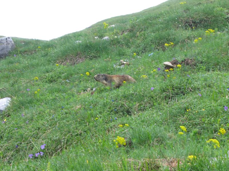 Marmotte prise à 5 mètres