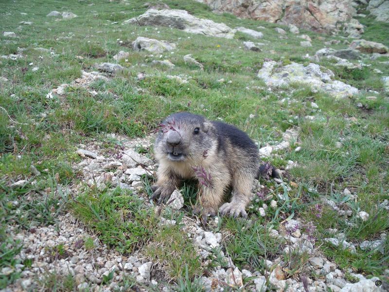 Marmotton.