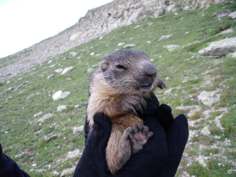Marmotton.