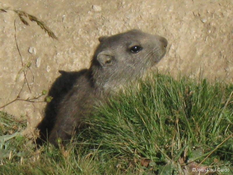 Marmotte