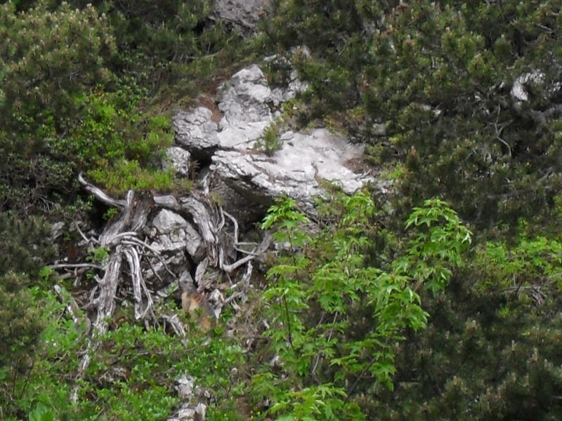 Marmotte