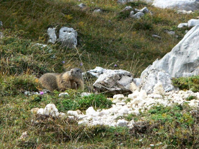 Marmotte