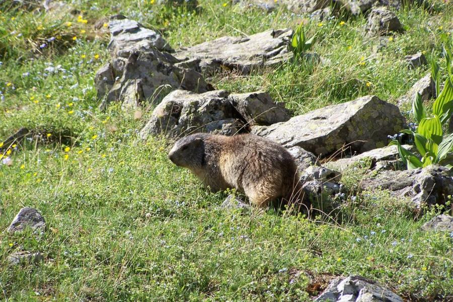 Marmotte !