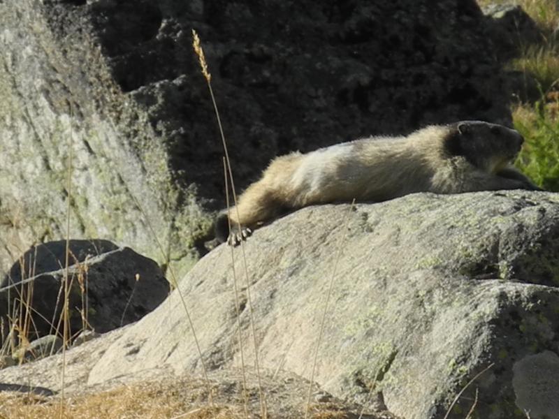Marmotte zen