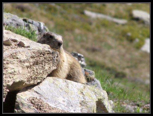 Marmotte au rieu clarat