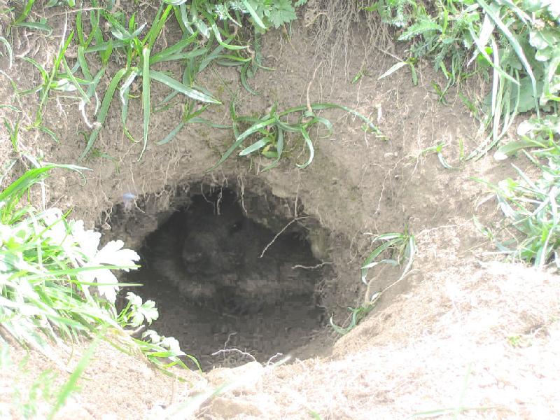 Marmotte dans son terrier