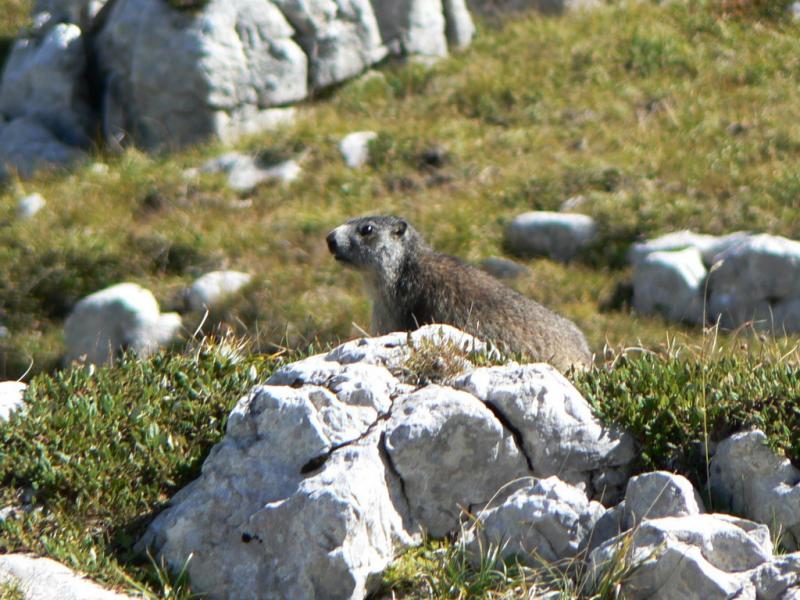 Marmotte de Deux Soeurs