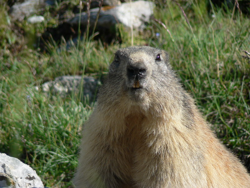 Marmotte du Marinet
