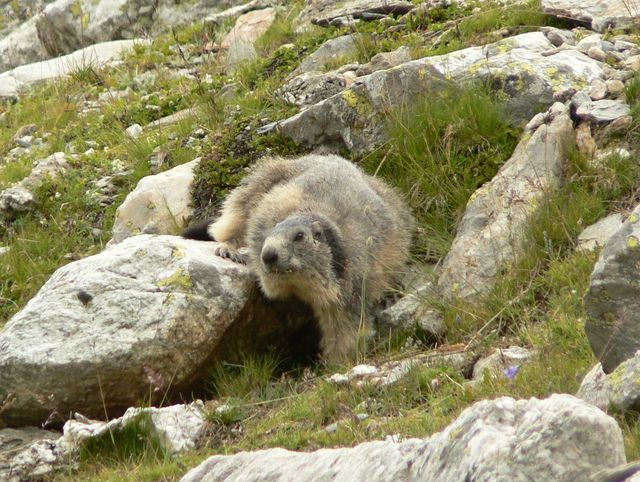 Marmotte du vallon de Mary