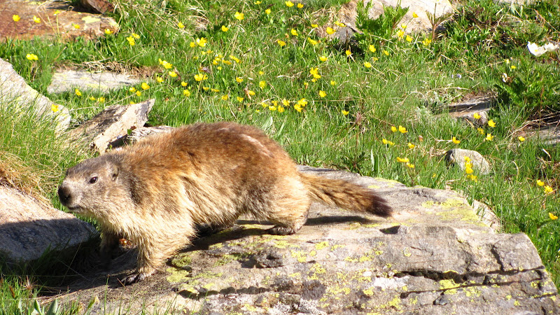 Marmotte pas sauvage