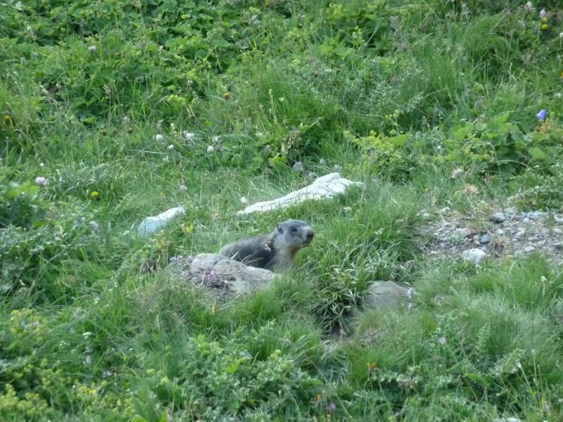 Marmotte suisse