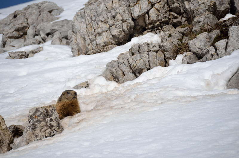 Marmottes.