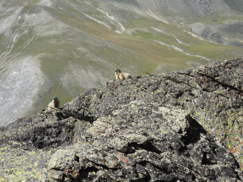 Marmottes