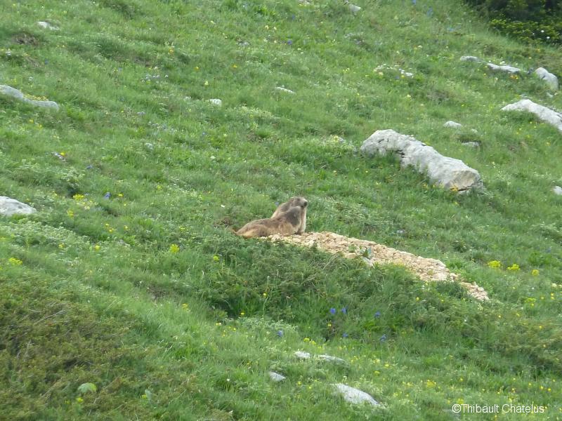 Marmottes