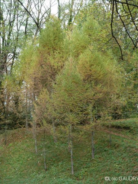 Mélèzes