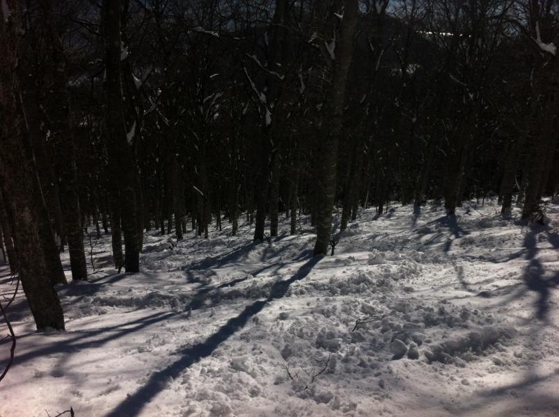 Moins drôle en forêt