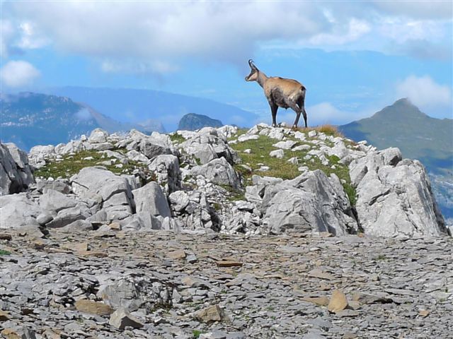 Mon chamois